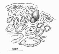 長喙江蘺的四分孢子囊切面觀