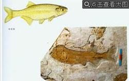 遼西化石
