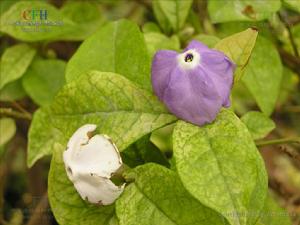 雙色茉莉