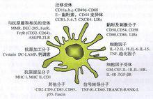 樹突狀細胞