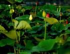 榆林蓮花池公園