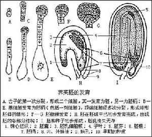 種子植物