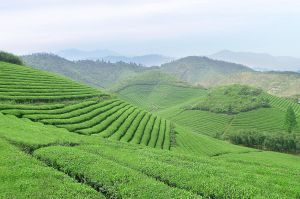 世界峰茶業花園基地