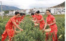 菊花茶[茶類飲品]