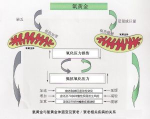 氧黃金體