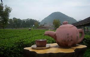 國民旅遊休閒網 清遠茶趣園