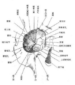 眼眶骨膜炎