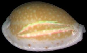 蛋黃寶螺
