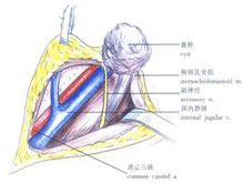 甲狀腺舌管囊腫與瘺