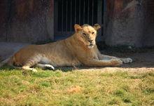 大豐港動物園1高清組圖