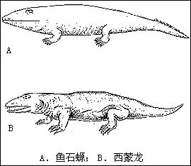 （圖）石炭紀兩棲動物