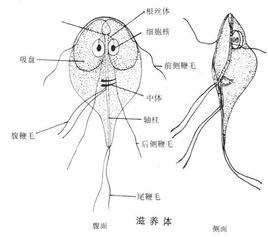 籃氏賈第鞭毛蟲