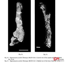 南方巨獸龍和魁紂龍股骨化石