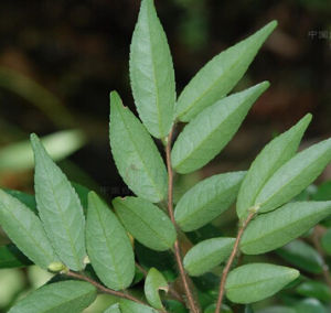 廣東毛蕊茶