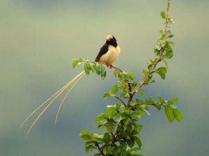 草尾維達鳥