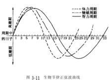 生物節律正弦波曲線