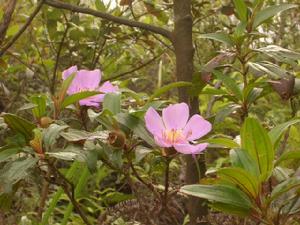 毛菍花開