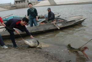 野生蝗魚