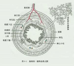 消化系統