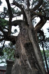 黃帝手植柏