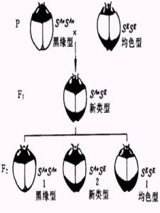 復等位基因