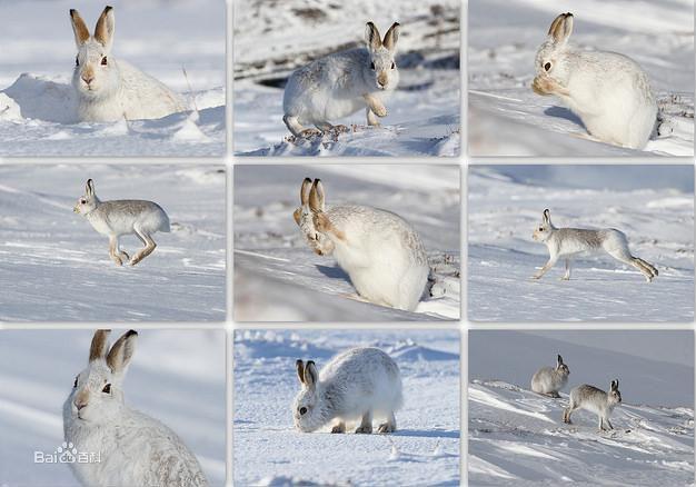 雪兔棲息