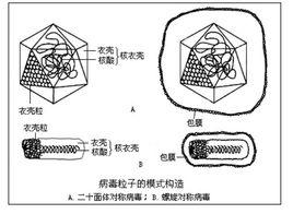 非細胞型微生物