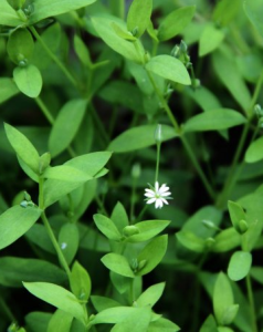 天蓬草