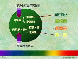 （圖）人造光合作用