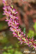 三春水柏枝 Myricaria paniculata