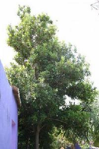 澳洲堅果樹