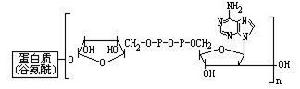 多聚二磷酸腺苷核糖
