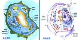 細胞中的生物大分子