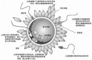 代孕-卵子