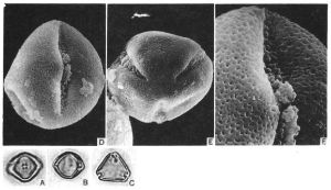 報春苣苔屬花粉顯微圖