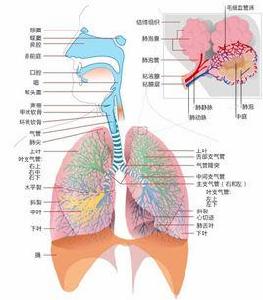 呼吸力學