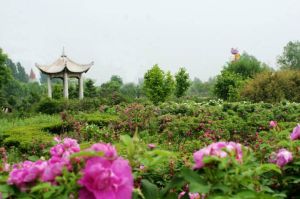 平陰玫瑰-中國玫瑰原產地