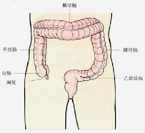 結腸解析圖