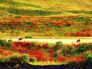 Daocheng County