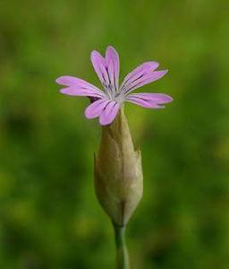 絨毛膜萼花