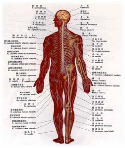 橈神經麻痹