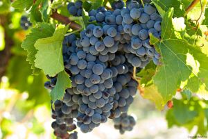 Grenache