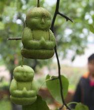 人參果樹[《西遊記》里的一棵神奇植物]