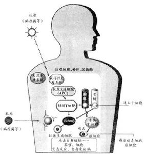 免疫系統的概況圖