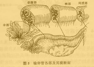 輸卵管