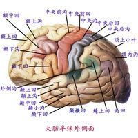 積水性腦膜腦膨出