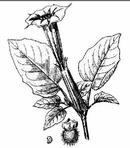 原植物-毛曼陀羅(圖2)
