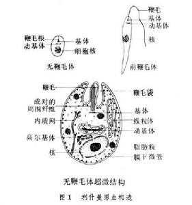 利什曼原蟲構造