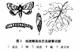 焰夜蛾各蟲態及被害狀圖