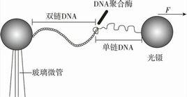 單分子技術